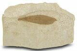 Fossil Leaf (Cedrelospermum) - Green River Formation, Utah #334204-1